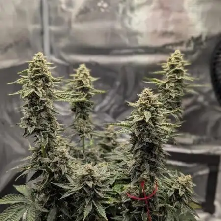 Sherbet Queen Auto | Royal Queen Seeds