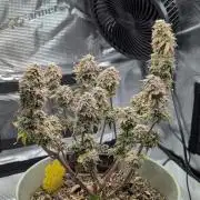 Sherbet Queen Automatic 2 | RQS