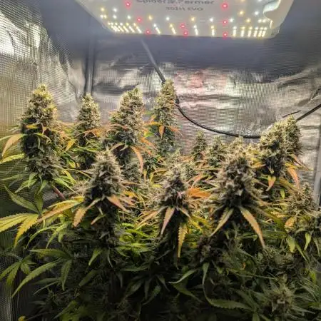 Amnesia Haze Automatic | RQS + PLAGRON