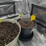 Amnesia Haze Automatic (S1) - RQS