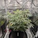 Northern Light Auto - Royal Queen Seeds