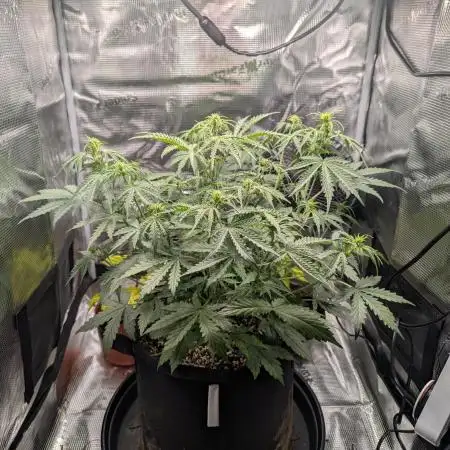 Northern Light Auto - Royal Queen Seeds