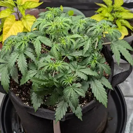 Northern Light Auto - Royal Queen Seeds