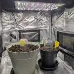 Winter Grow (RQS - SQA + MA)