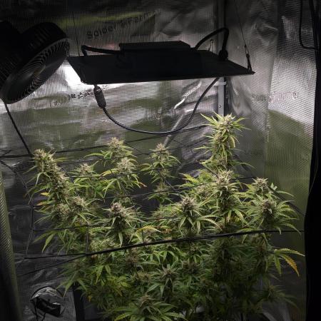 Northern Light Auto - Royal Queen Seeds