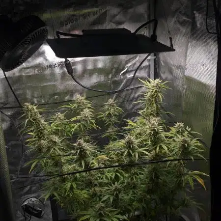 Northern Light Auto - Royal Queen Seeds