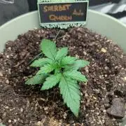 Sherbet Queen Automatic 2 | RQS