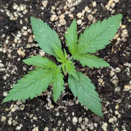 Northern Light Auto - Royal Queen Seeds