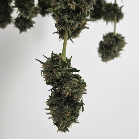 Hyperion F1 Auto Indoor