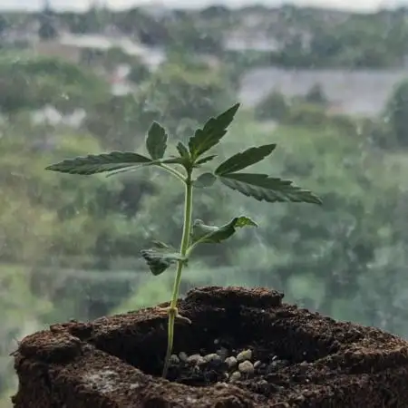 Gorilla Auto (Fast Buds 42)