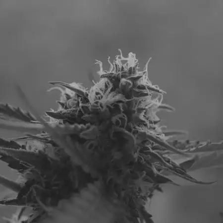 Hyperion F1 Auto Indoor