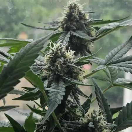 Hyperion F1 Auto Indoor