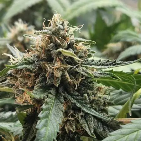 Hyperion F1 Auto Indoor