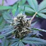 Hyperion F1 Auto Indoor
