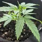 Gorilla Auto (Fast Buds 42)