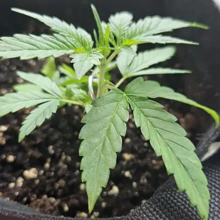 Gorilla Auto (Fast Buds 42)