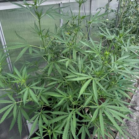 Gewächshaus grow Molly