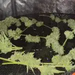 Gewächshaus grow Molly