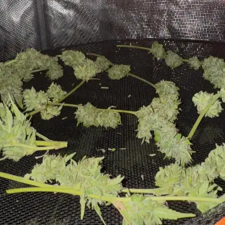 Gewächshaus grow Molly