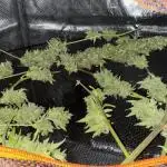 Gewächshaus grow Molly