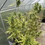 Gewächshaus grow Molly