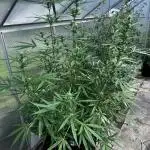 Gewächshaus grow Molly
