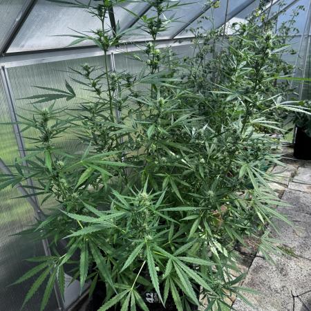 Gewächshaus grow Molly