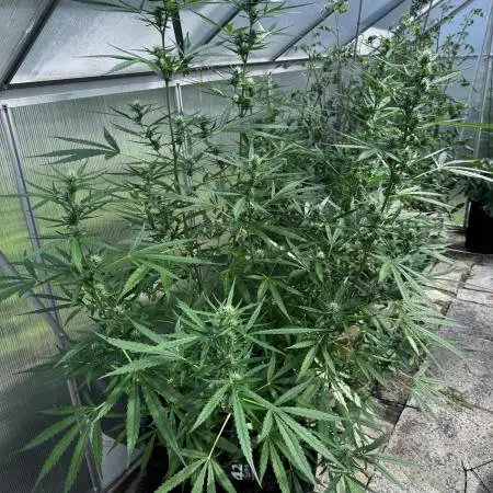 Gewächshaus grow Molly