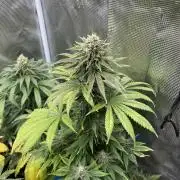 Purple Lemonade FF. Fastbuds