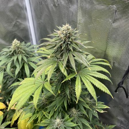 Purple Lemonade FF. Fastbuds