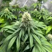 Hulkberry. RoyalQueenSeeds