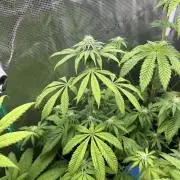 Drizl Pickl. Seedstockers