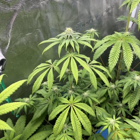 Drizl Pickl. Seedstockers