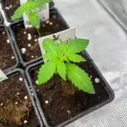 Oreoz USA. Kannabia seeds company