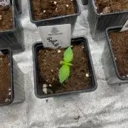 Gelato 41. Seedstockers