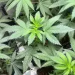 Gelato 44. RoyalQueenSeeds