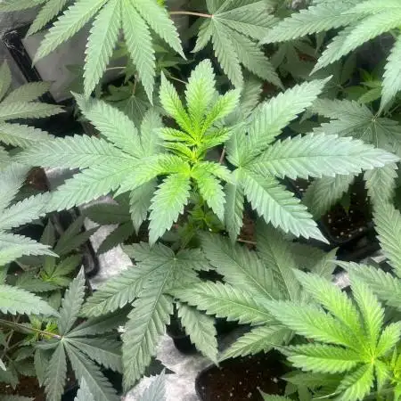 Gelato 44. RoyalQueenSeeds