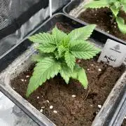 Kiwi x Papaya. Mavericks Genetics