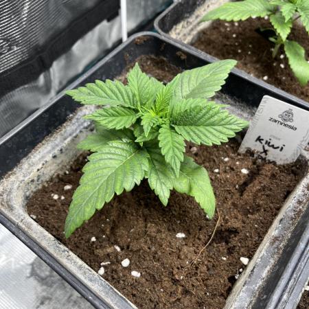 Kiwi x Papaya. Mavericks Genetics