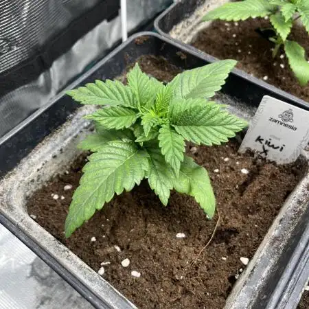 Kiwi x Papaya. Mavericks Genetics