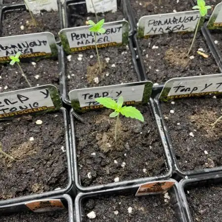 Terp & Tonic. Seedstockers