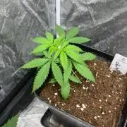 Gelato 41. Seedstockers