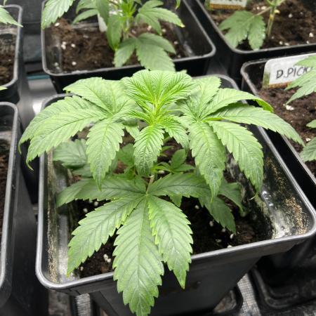 Green Gelato. RoyalQueenSeeds