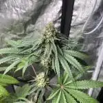 Lemon Cherry Runtz. Fastbuds