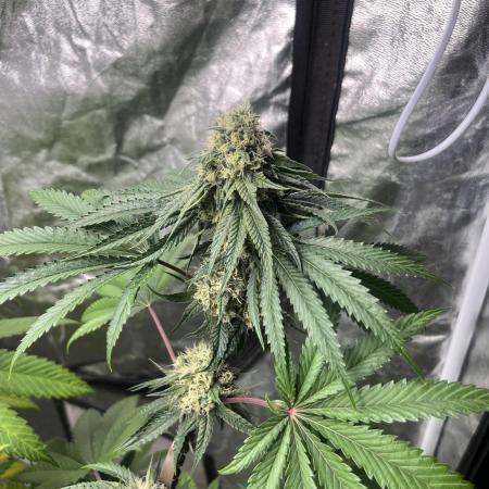 Lemon Cherry Runtz. Fastbuds