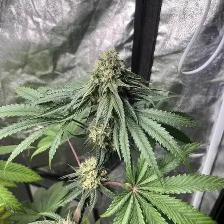 Lemon Cherry Runtz. Fastbuds