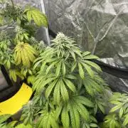 Barcelona Puff. Seedstockers