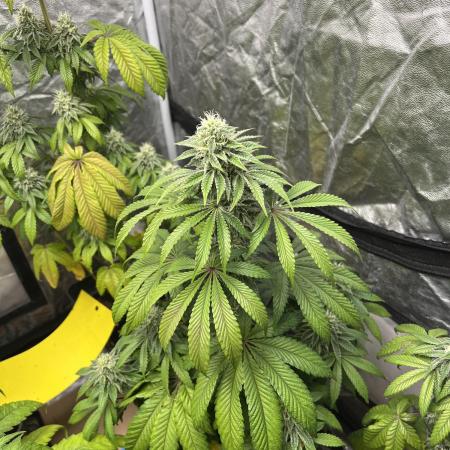 Barcelona Puff. Seedstockers