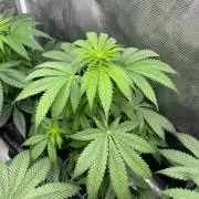 Hulkberry. RoyalQueenSeeds