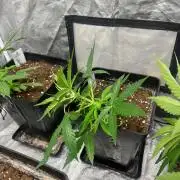 Gelato 41. Seedstockers